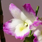 Dendrobium Second Love 'Brightness'